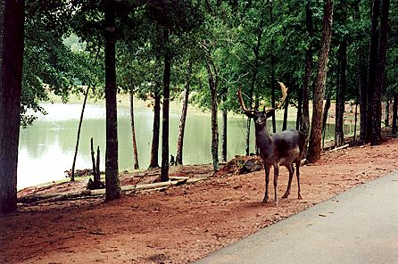 r2_04a_DeerBuckAndLake.jpg