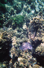 m2003-07Jamaica071S.jpg